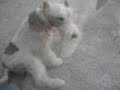 Wire fox terrier Oddie - Push the tempo