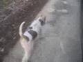 Wire fox terrier Oddie - Push the tempo