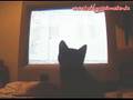 043 - Flöckchen das Katzenbaby II