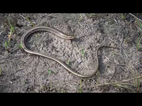 YouTube reptile video