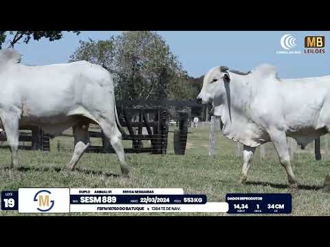 2� DE OLHO NA FAZENDA NELORE SESMARIAS
