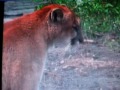Cougar vs Wolf fight Cougar vs Wolf fight