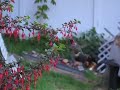 hummingbird video 2