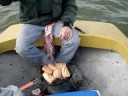 pesca en la albufera pesca en la albufera