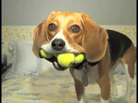 Ein Hund frisst 5 Tennisbälle