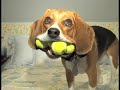 Beagle Dog - Jill With 4 Balls - WOW!!!  On Animal Planet Too!!