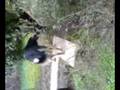 neron  ( los perros  de dj lobox )