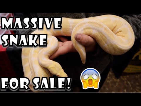 YouTube reptile video