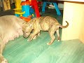 chiot american staff m�le bring� clair  7 semaines  -  M4