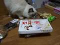 お刺身より団子 猫(・。・;