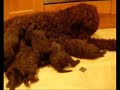 Water Spaniel