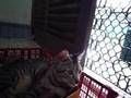 Tango longs for a good home