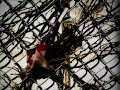 a video created by bob for plaid (warp records - www.warprecords.com) in 2001.  implements found footage and thought-provoking text.

