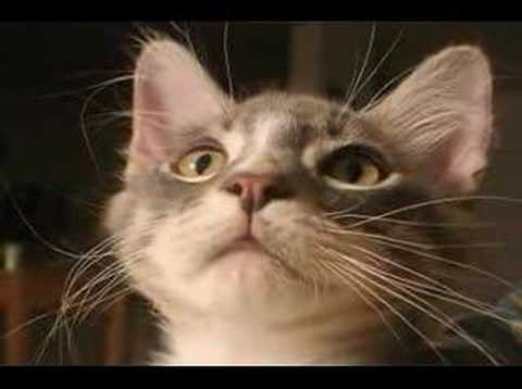 Growing Up: From Kittens To Cats