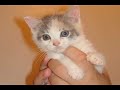 growing up: from kittens to cats