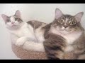 growing up: from kittens to cats
