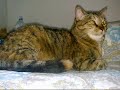 il mio gattone