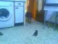 Perfi bufa a Oli