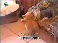 catel perseverent
