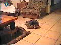 catel perseverent catel perseverent