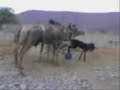 bad donkeeeeeeeeeeey