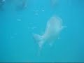 Jungle Tour - Cancun 2007