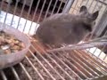 HAMSTER