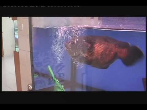 how to grow oscar faster