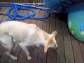 Jack the Labrador Retriever Summer 08