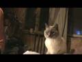 Сиамский кот
