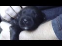 Bouvier des Flandres /13 day../