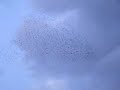 RSPB Otmoor Starling Roost RSPB Otmoor Starling Roost