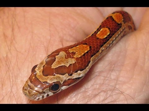 YouTube reptile video