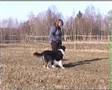 Border Collie video