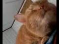 Mouthy's morning chinscratch