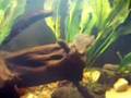 Central/South American Biotope