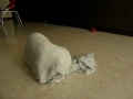 Xiao Q The Westie 2y6m cloth 9
