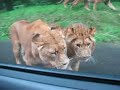 safari park