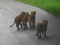safari park
