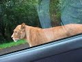 safari park