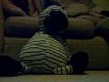 videos de Zebs cat
