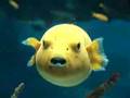Yellow Fish - Great video in the Lisbon Oceanarium