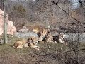 hear the lion roar