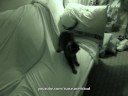 Crazy Cat Attacks Sofa Crazy Cat Attacks Sofa