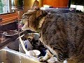 Drinking Water out of a Sink