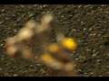 Ver Video