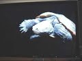 Dell UltraSharp 2407WFP-HC Color Shifting