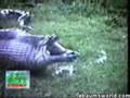 Snake Eats Hippo