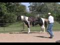 Gaited homozygous Missouri Foxtrotter round pen video trail horse fox trotter mare