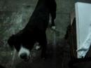 video grasioso adiestramiento de perros